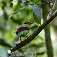 Image of Bornean Green Magpie