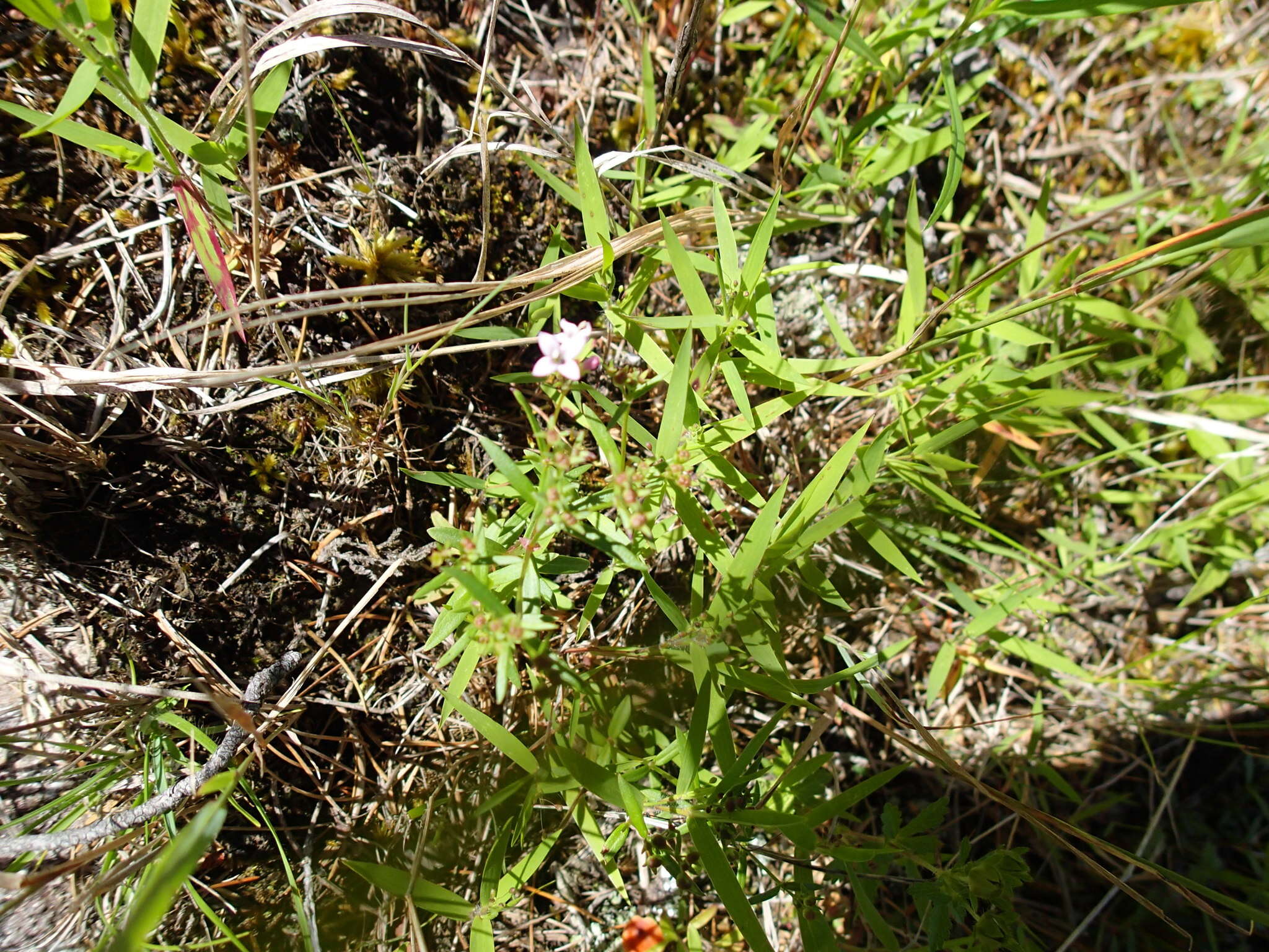 Image of longleaf summer bluet