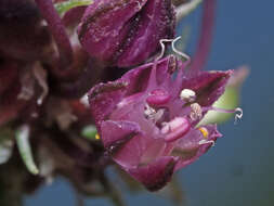 Allium scorodoprasum L.的圖片