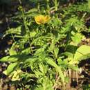 Image of Trollius shinanensis Kadota