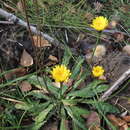 Image of bristly hawkbit