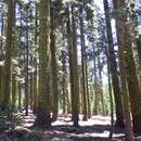 Image of California red fir