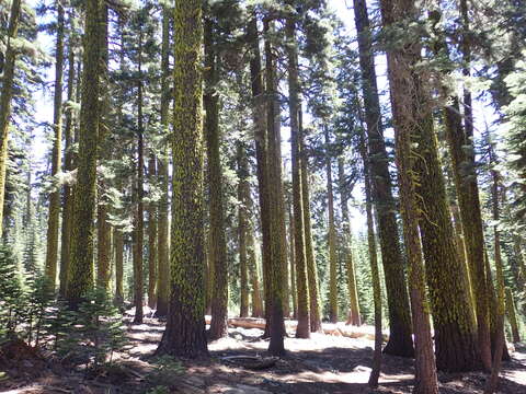 Imagem de Abies magnifica var. magnifica