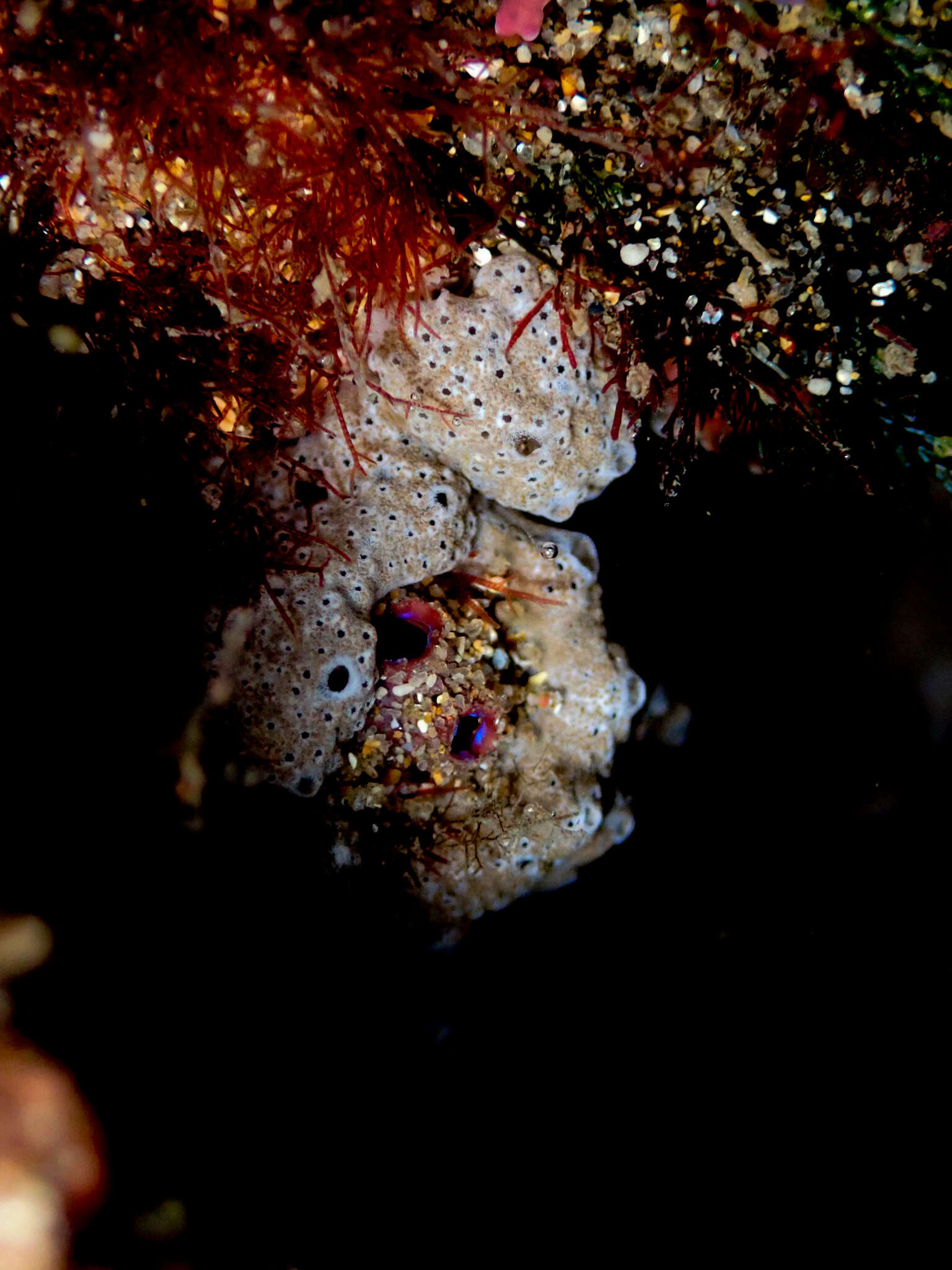 Image of Ascidian