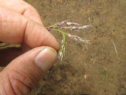 Image of Styppeiochloa gynoglossa (Gooss.) De Winter