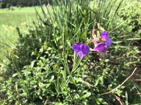 Image de <i>Lathyrus bauhini</i>