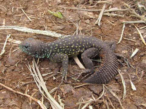 Image of Tropical Thornytail Iguana