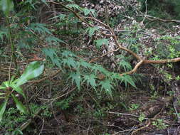 Image of Dioscorea brachybotrya Poepp.