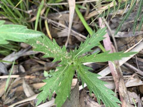 Image of Australian gypsywort