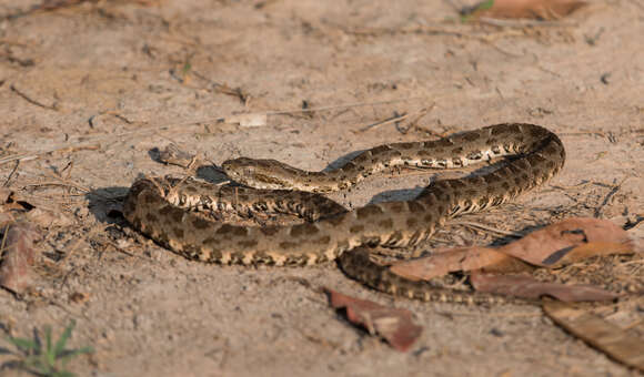 Image of Bothrops matogrossensis Amaral 1925