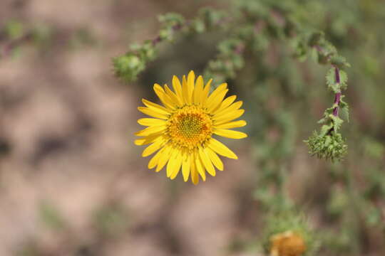 Image of Grindelia subdecurrens DC.