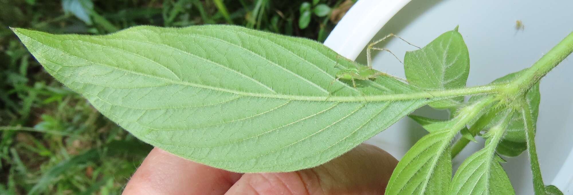 Image of Pentas micrantha Baker