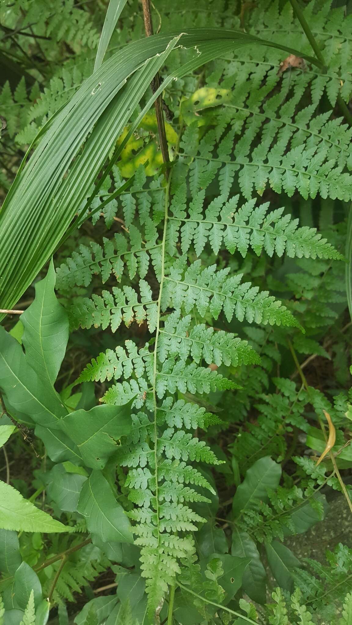 Image of Microlepia nepalensis (Spreng.) Fraser-Jenkins, Kandel & Pariyar