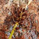 Image of Carex edura K. A. Ford