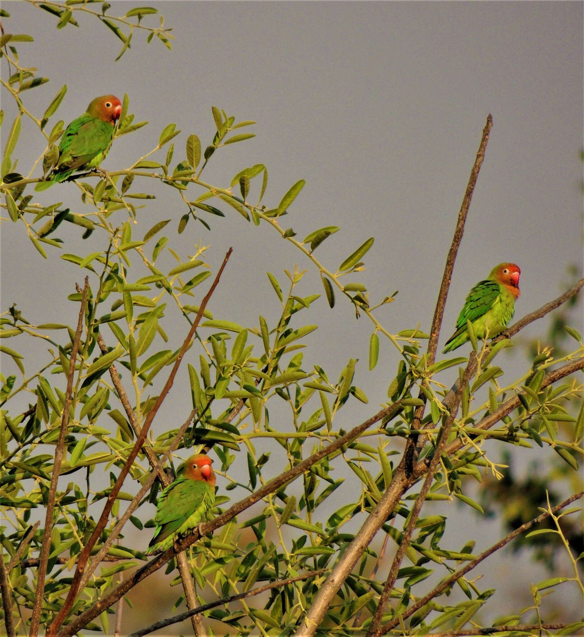 Image of Lilian's Lovebird