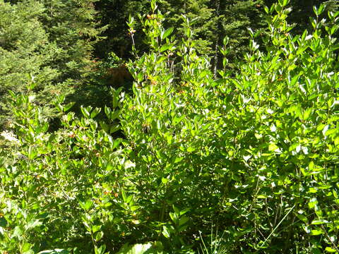 Sivun Viburnum edule (Michx.) Raf. kuva