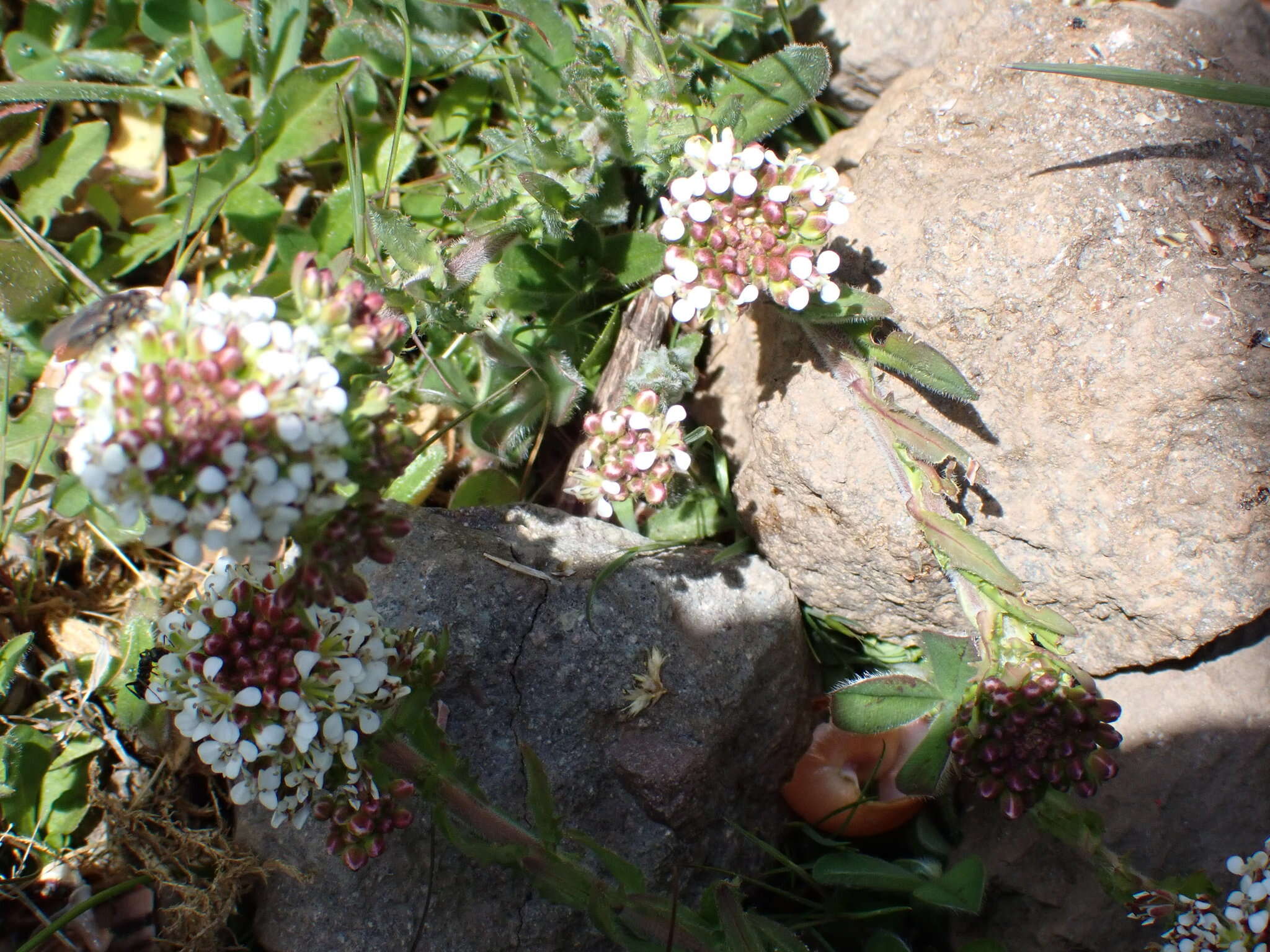 Image of Smith's Pepperwort