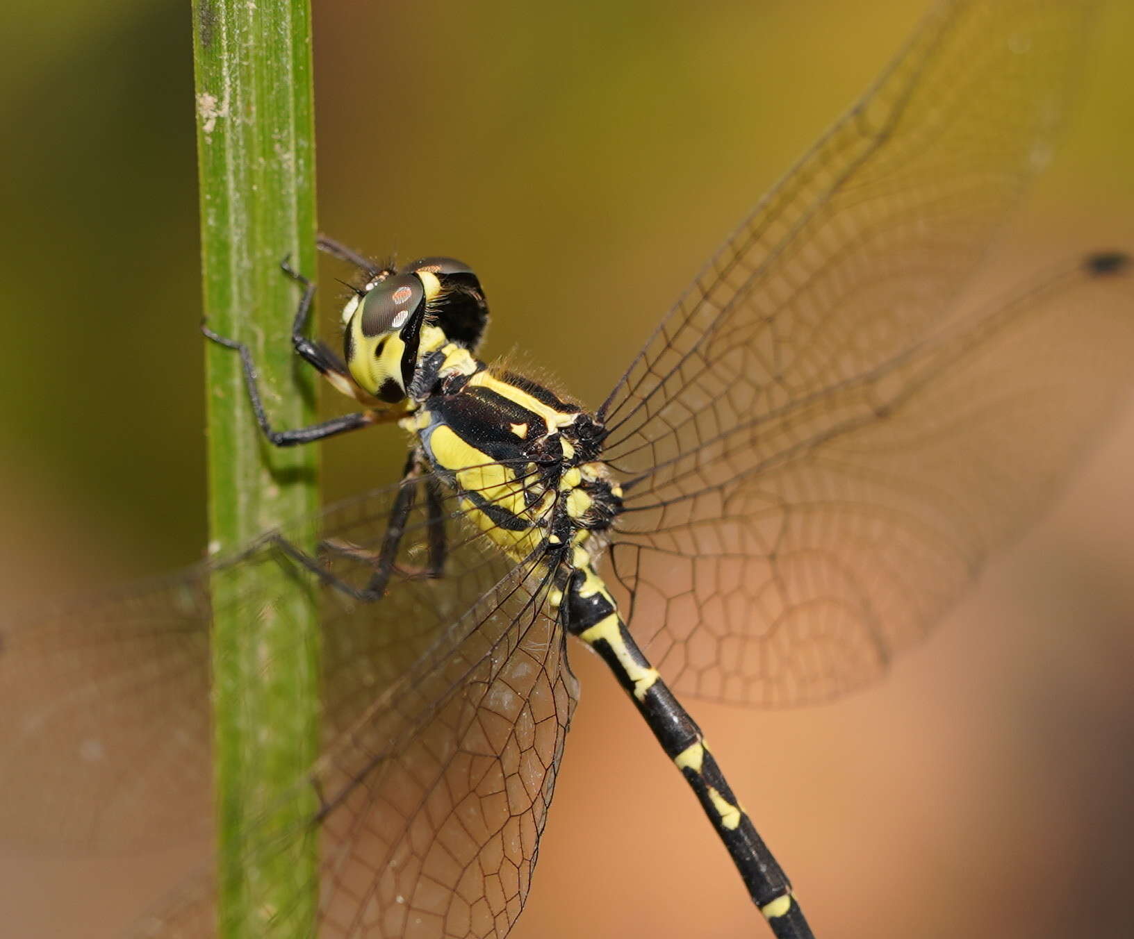 Image of Choristhemis Tillyard 1910