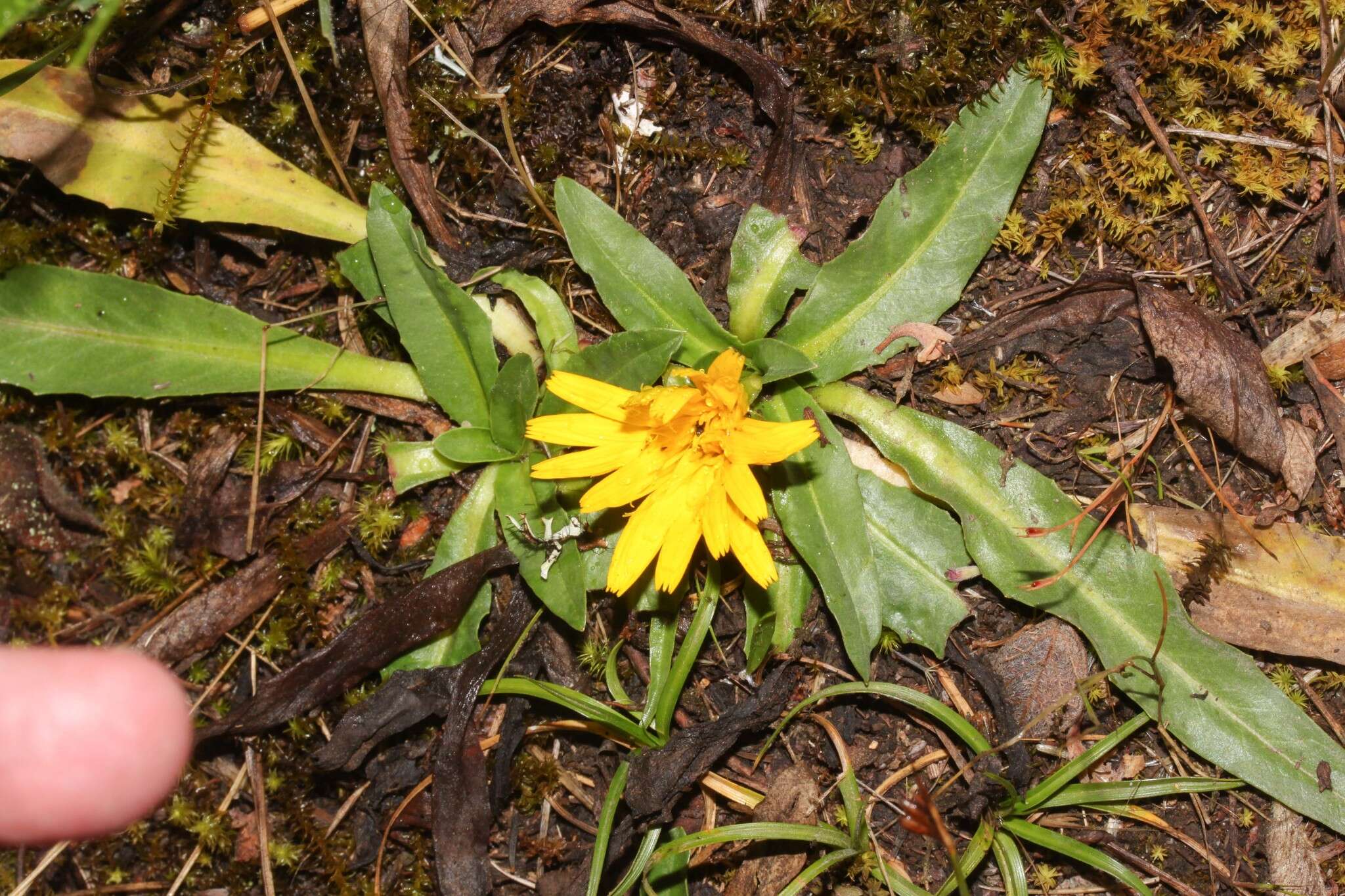 Image de Hypochaeris sessiliflora Kunth