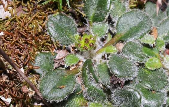 Image of Actinotus bellidioides (Hook. fil.) Benth.