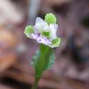 Image of Nodding-caps Orchid