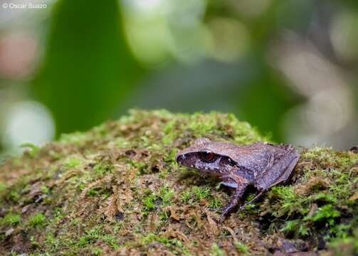 صورة Craugastor laticeps (Duméril 1853)