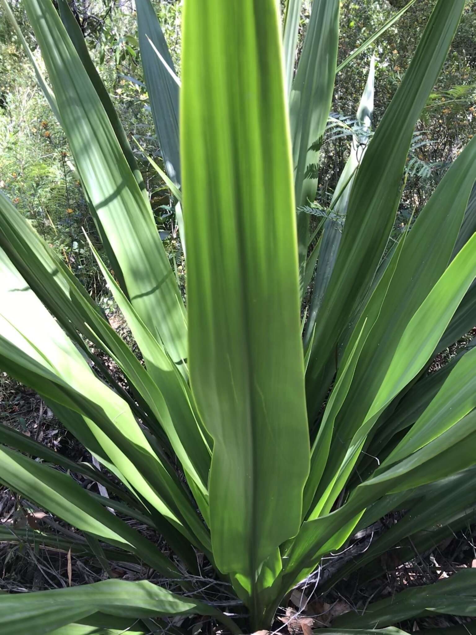 Doryanthes excelsa Corrêa resmi