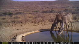 Image of Namaqua Sandgrouse