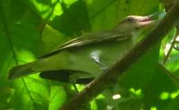 Image of Black-whiskered Vireo