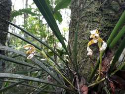 Image of Maxillaria picta Hook.