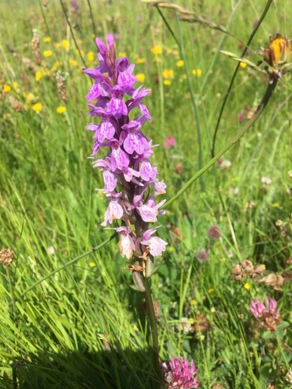 Image de Dactylorhiza maculata subsp. caramulensis Verm.