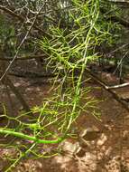 Image of Bowiea volubilis subsp. volubilis