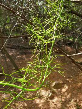 Image of Climbing Green Lily