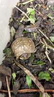 Image of American Box Turtle