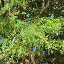 Sivun Chloroleucon mangense var. leucospermum (Brandegee) Barneby & J. W. Grimes kuva