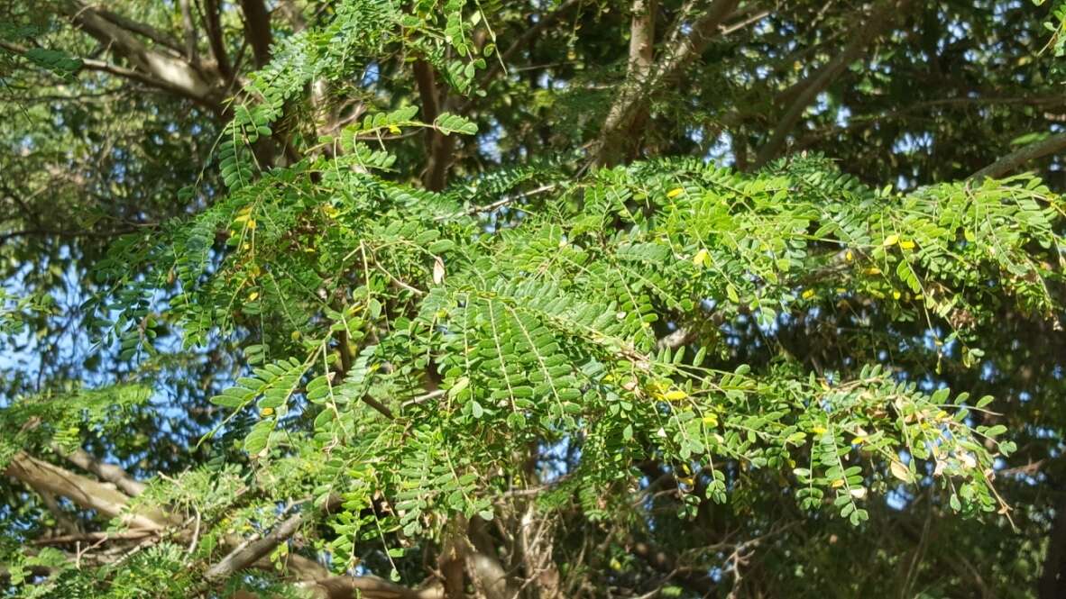 Image of Chloroleucon mangense var. leucospermum (Brandegee) Barneby & J. W. Grimes