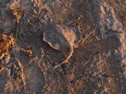 Image of Thorny Round Stingray