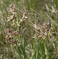 Image of Hesperis tristis L.