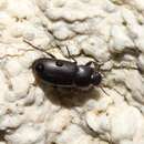 Image of Darkling beetle