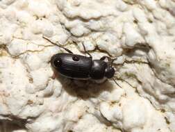 Image of Darkling beetle