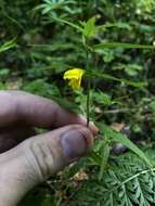 Image of Small cow-wheat