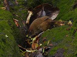 Poodytes punctatus caudatus (Buller 1894) resmi