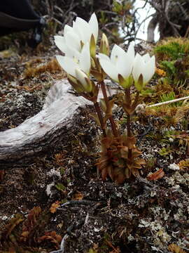 Imagem de Gentianella montana subsp. ionostigma Glenny