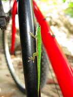 Image of Phelsuma astriata semicarinata Cheke 1982