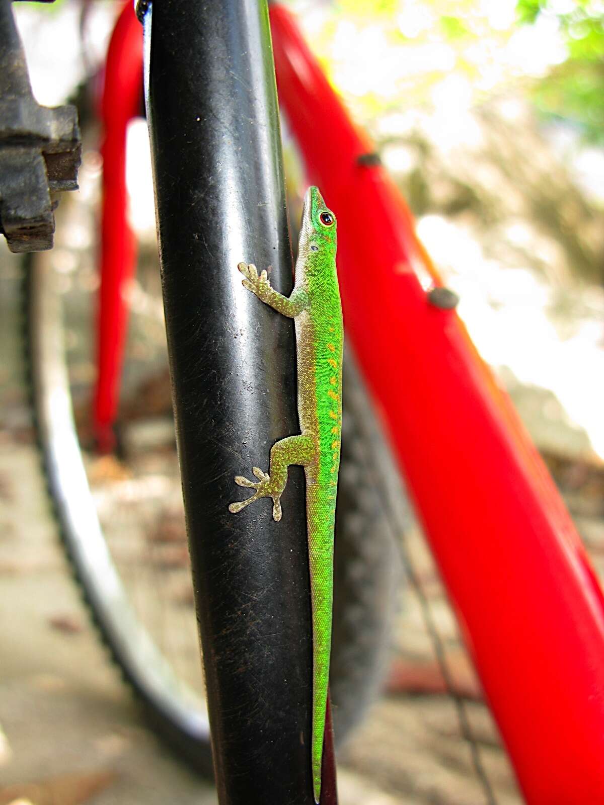 Imagem de Phelsuma astriata semicarinata Cheke 1982