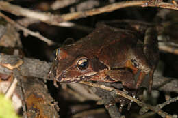 Image of Dybowski's frog