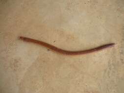 Image of Red Worm Lizard