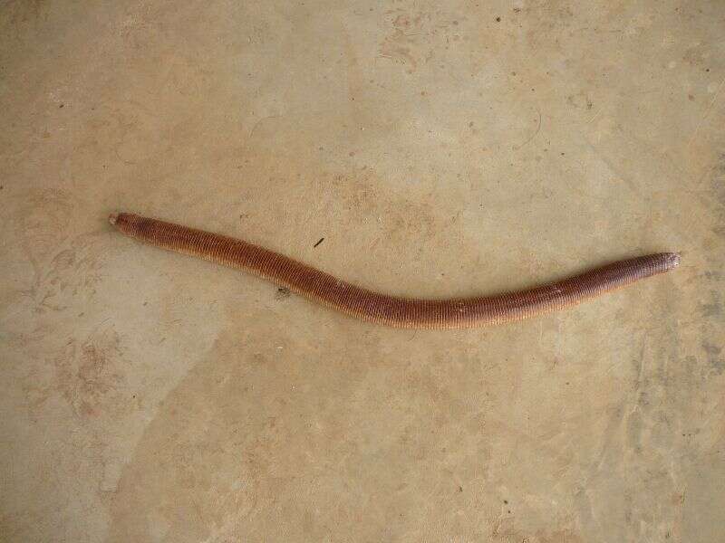 Image of Red Worm Lizard