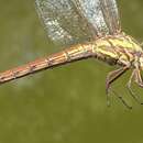 Image of Orthemis aequilibris Calvert 1909