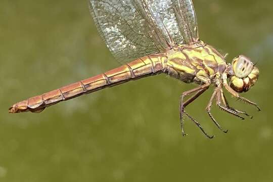 Image of Orthemis aequilibris Calvert 1909